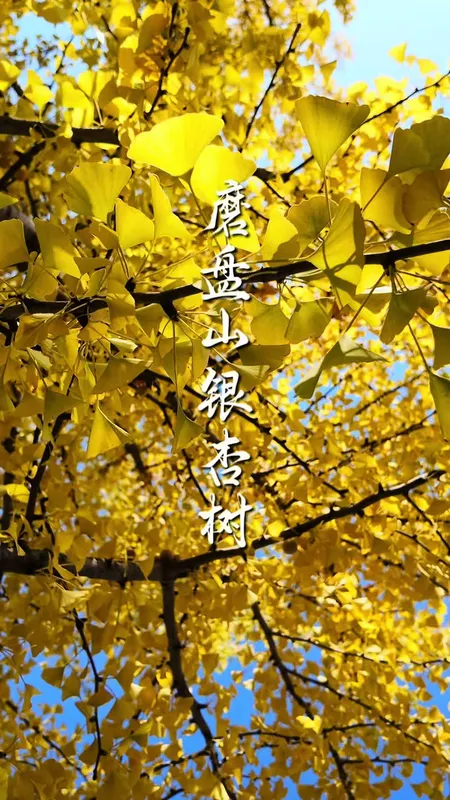 银杏古刹是秋天写给人间的诗
