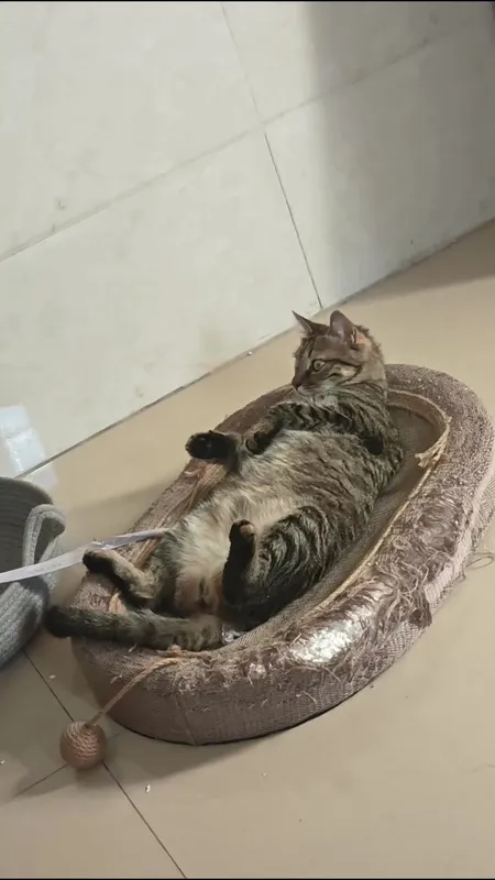 本来养一只猫怕它孤单