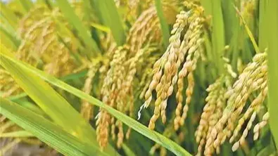 丰收时节 看稻香里的新品种