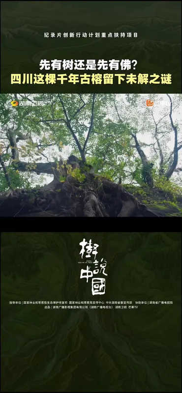 树说中国
