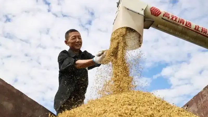历史见证田头“割麦证”