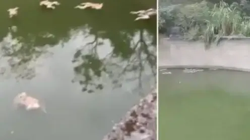 多只猴子喝水溺亡？当地政府回应